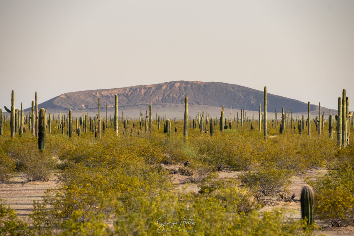 Expedición virtual en el desierto de Sonora: un viaje por la Reserva de la Biósfera El Pinacate y el Gran Desierto de Altar