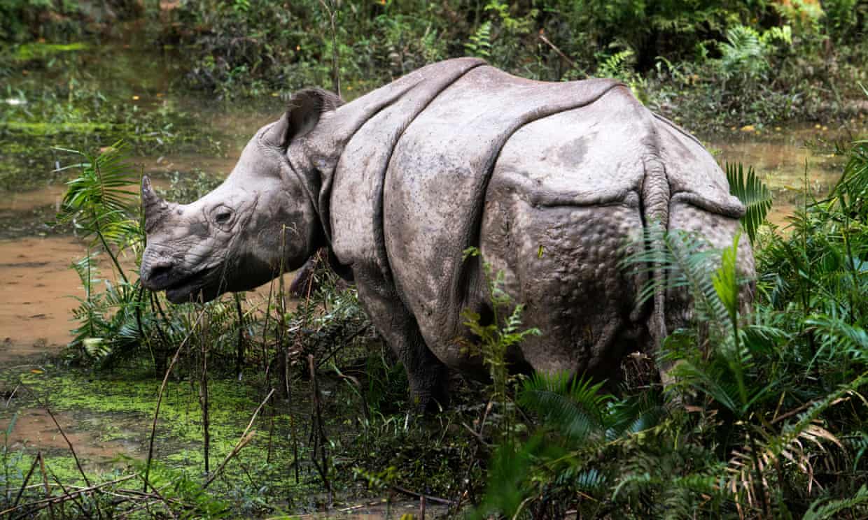 Liderando la lucha: los expertos en fauna silvestre planifican el futuro de los rinocerontes de Nepal