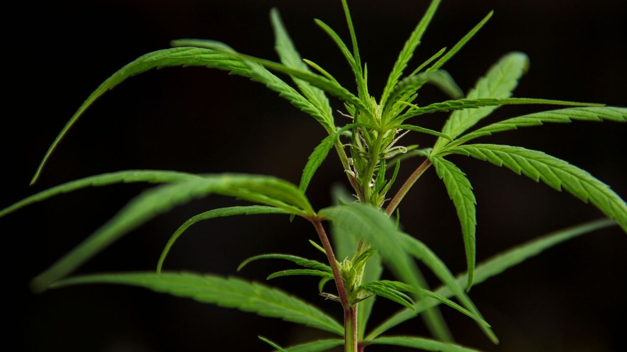 Dos ácidos de la cannabis podrían prevenir el covid, según estudio