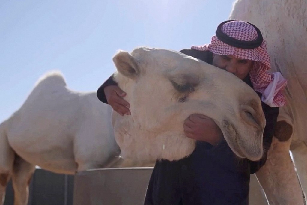 Este hotel mima y atiende a camellos que concursan en certamen de belleza