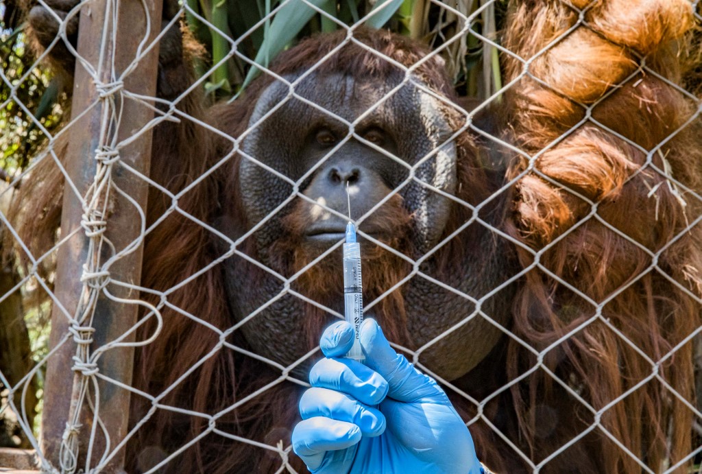 Zoológico de Chile aplica segunda dosis anticovid experimental a animales