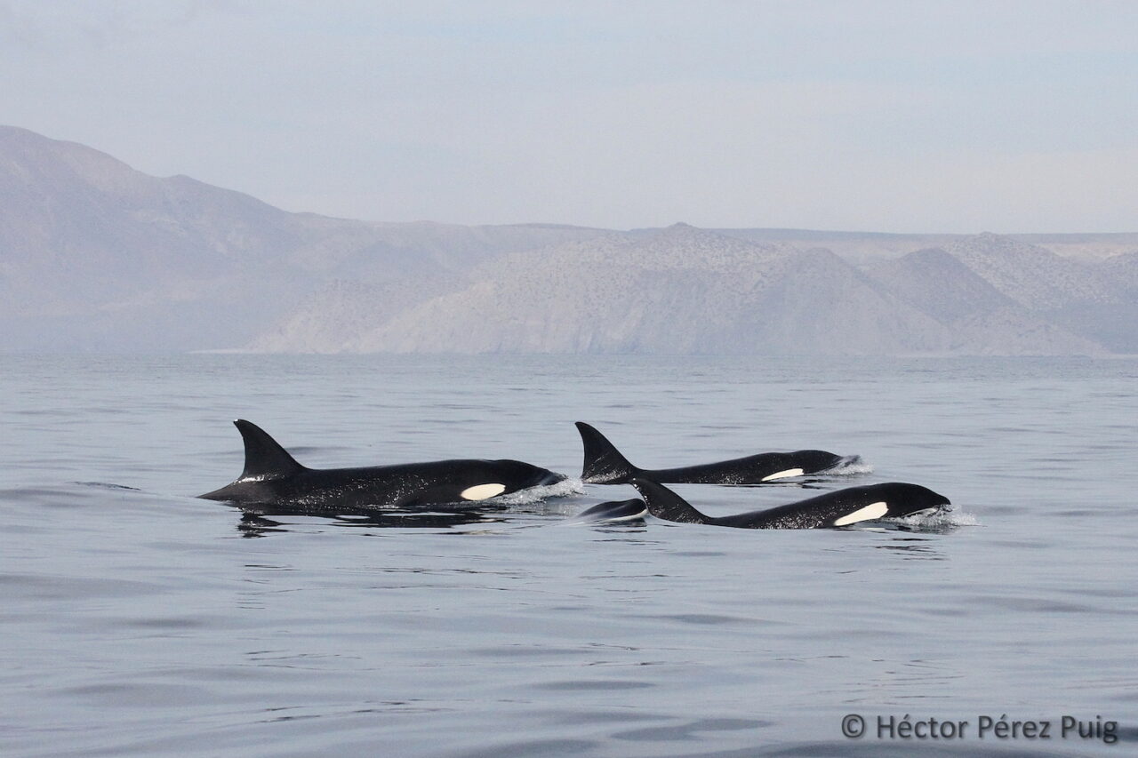 ‘En el Golfo de California las especies se encargan de seguirme maravillando’: Héctor Pérez Puig