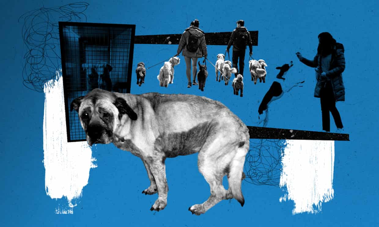 ‘Ahora es el momento de peligro’: por qué el fin del confinamiento pone en riesgo a los cachorros