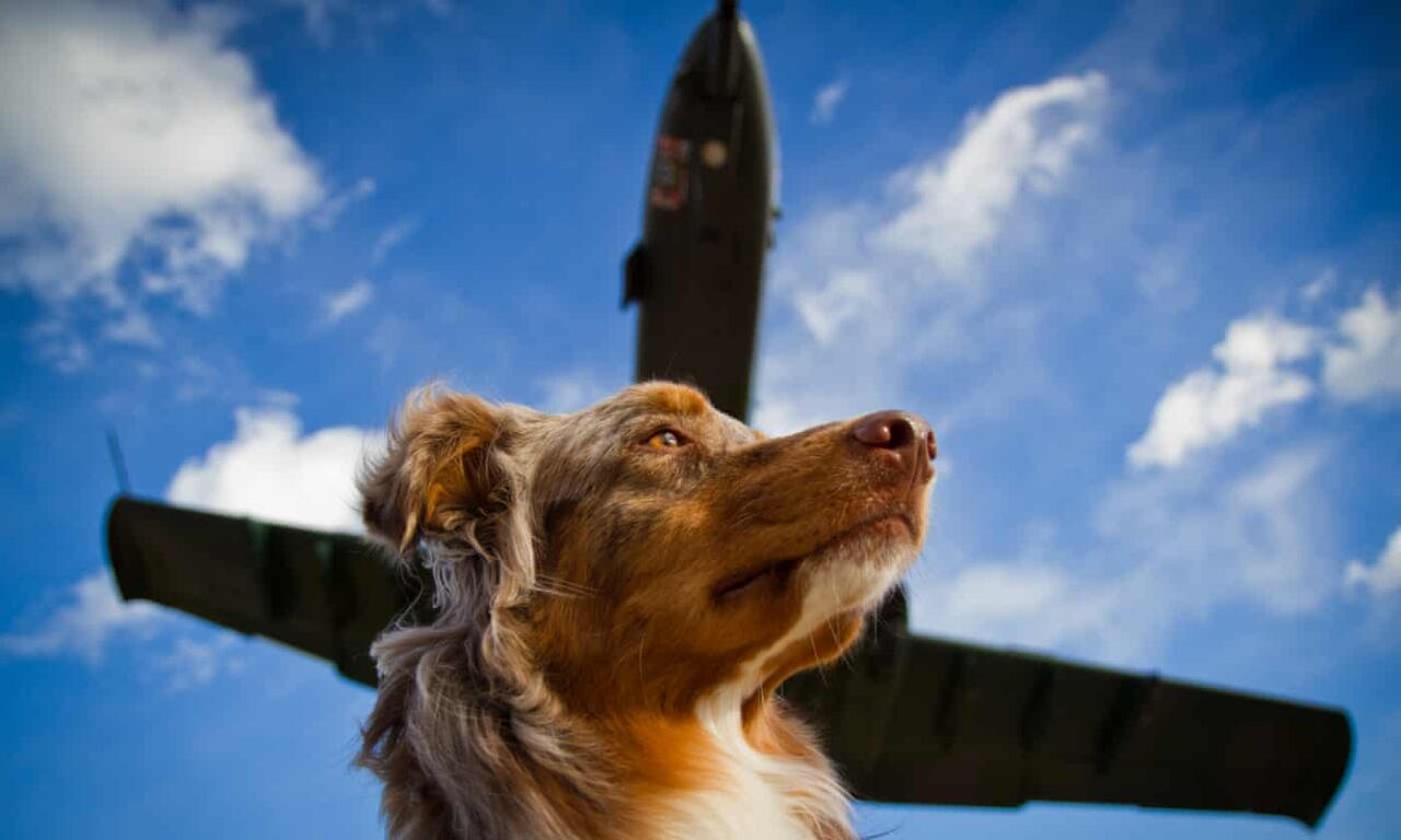 Perros falsos: los viajeros aéreos con falsos perros de servicio