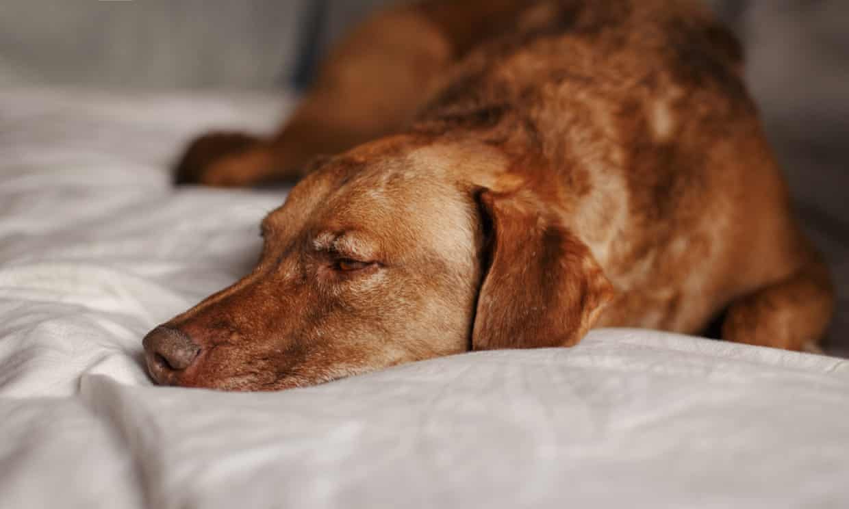 Los perros experimentan cierto tipo de duelo cuando muere otro perro en el hogar