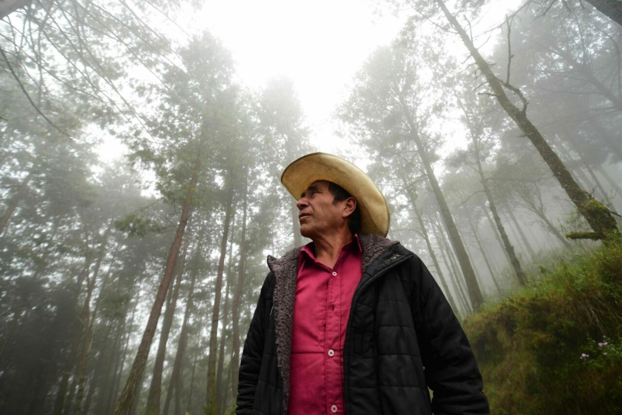 #EnCorto: tres claves para conocer el logro de una comunidad que conserva su bosque y lo salva de la tala ilegal en México