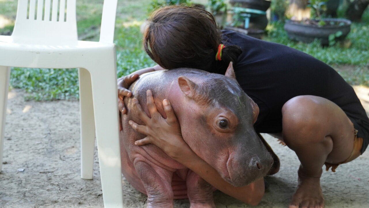 El problema sigue creciendo: hipopótamos a la venta en Colombia
