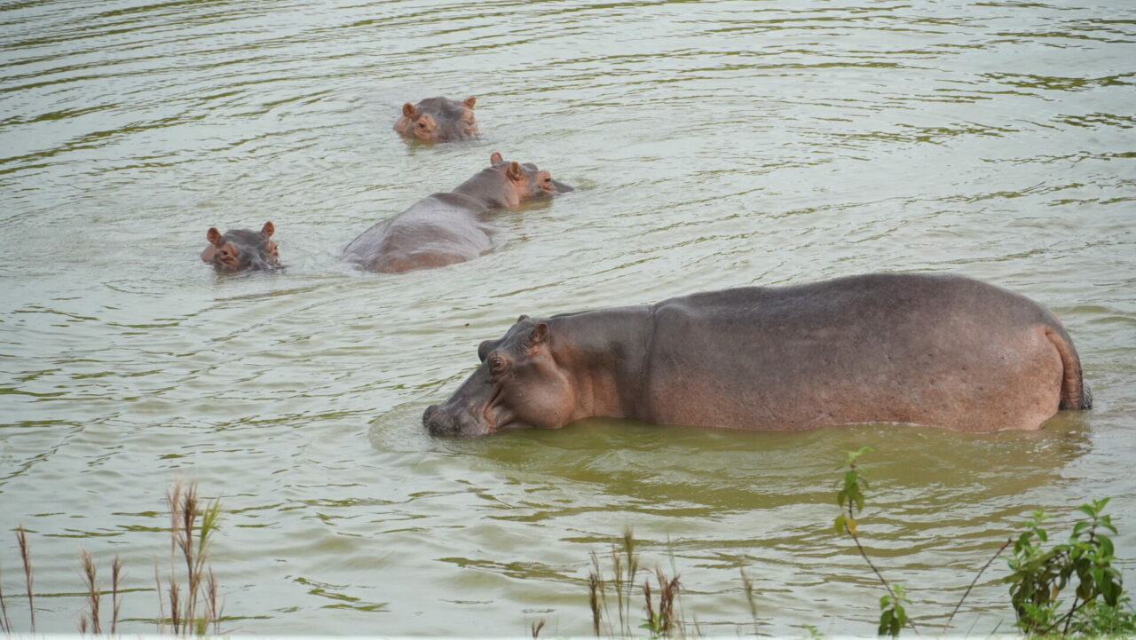 ¿Por qué el hipopótamo es visto como una especie invasora en Colombia? La experta Nataly Castelblanco lo explica