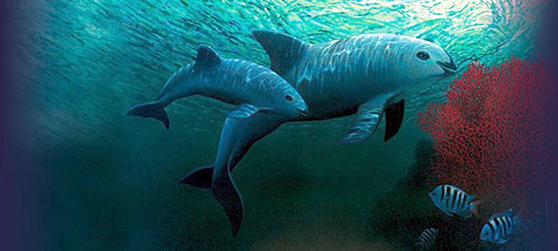 Cites aprueba el plan de México para proteger a la vaquita marina