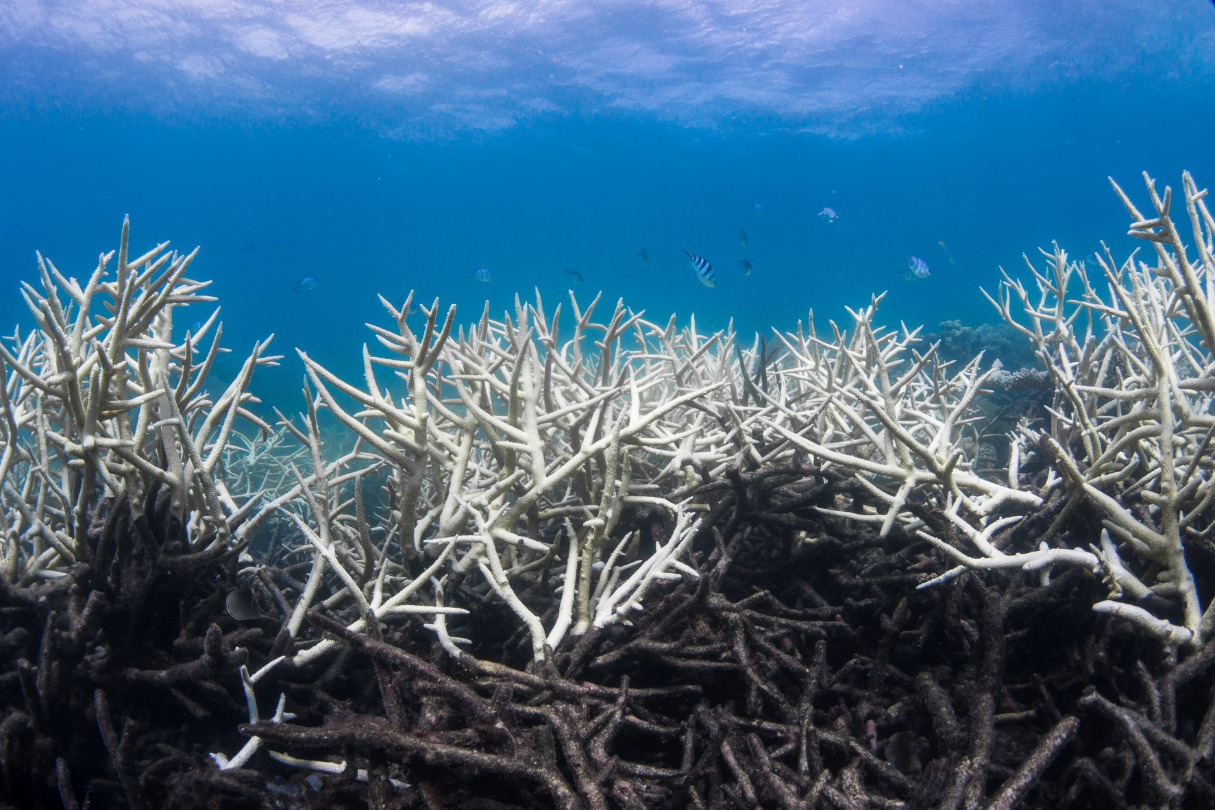 La Gran Barrera de Coral sufre blanqueamiento por la temperatura del mar