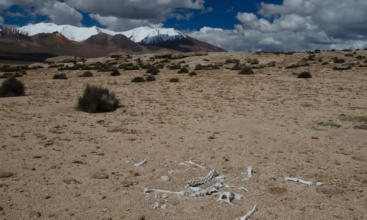Los arqueólogos chilenos luchan para salvar las momias más antiguas del mundo del cambio climático