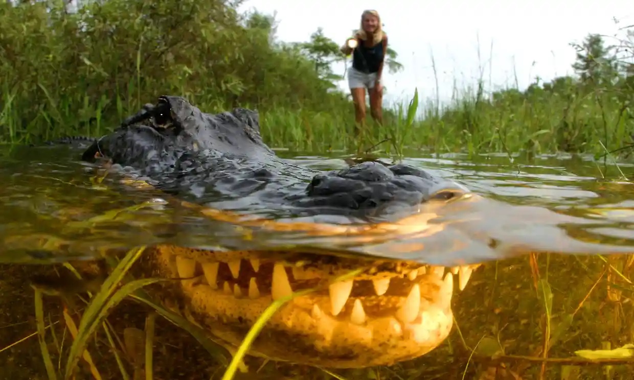 Los caimanes solo quieren divertirse: Imágenes de Florida podrían mostrar a los depredadores jugando