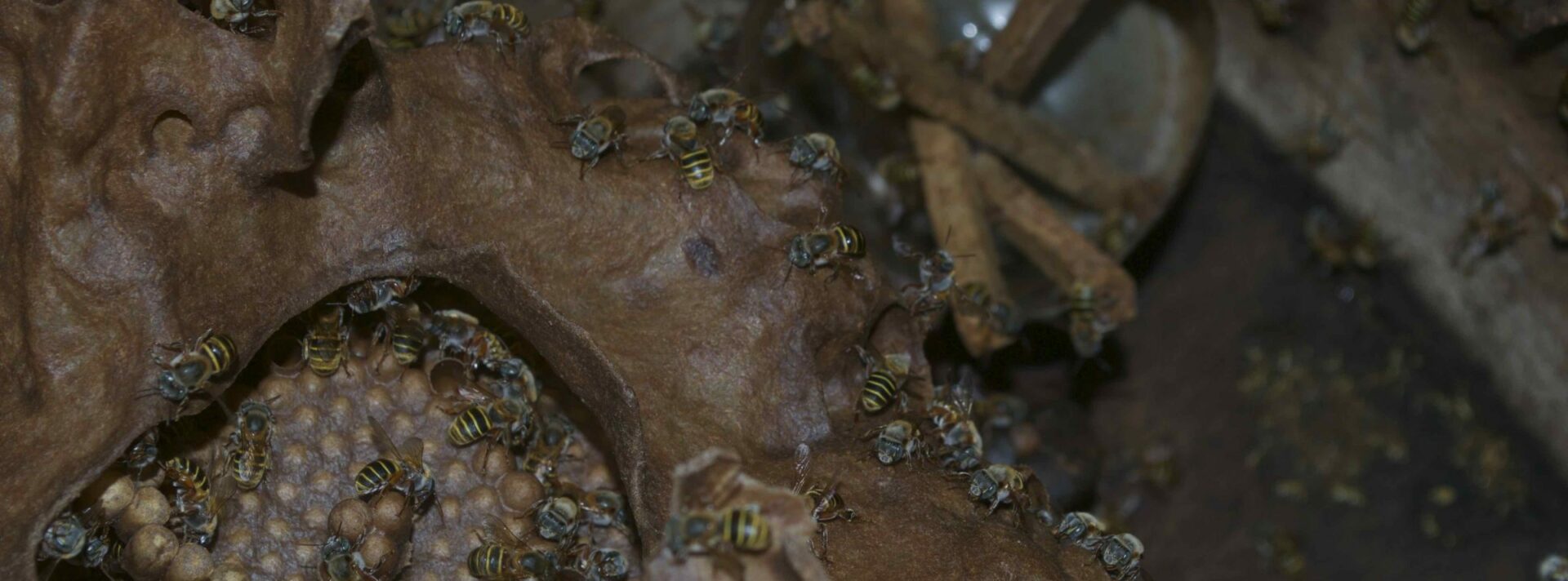 Colmenas en adopción: el proyecto que busca salvar a las abejas nativas en la Península de Yucatán