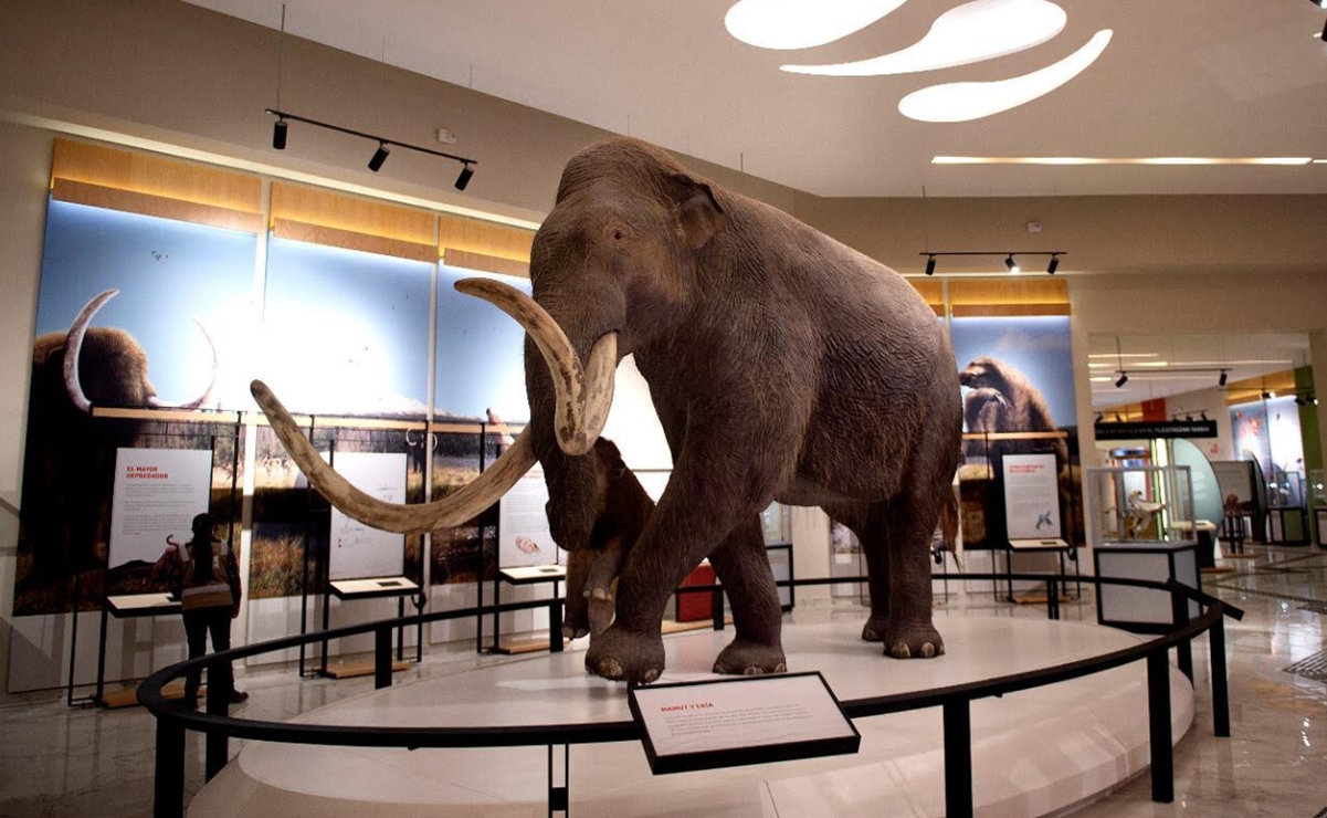 ¿Cómo es el Museo Paleontológico del AIFA?