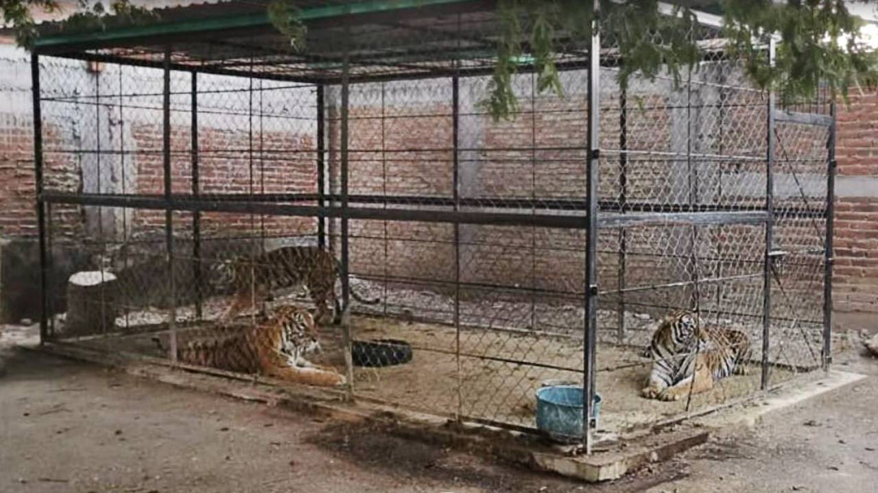 Profepa investiga la desaparición de tres tigres asegurados en Guerrero