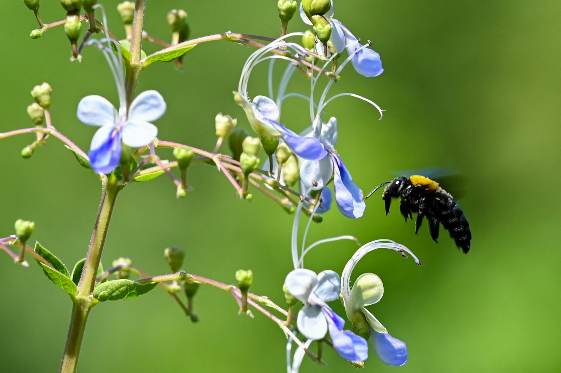Universidades cuidan a las abejas en Colombia