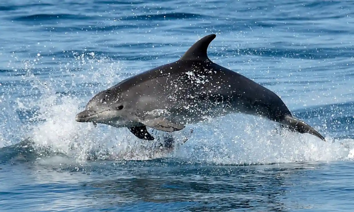 Rusia despliega delfines entrenados en la base naval del Mar Negro, muestran imágenes satelitales