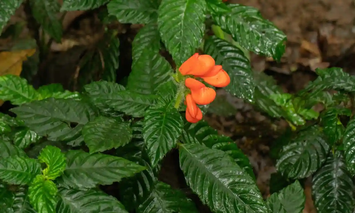 Una flor silvestre que se creía extinta desde hace 40 años aparece en Ecuador