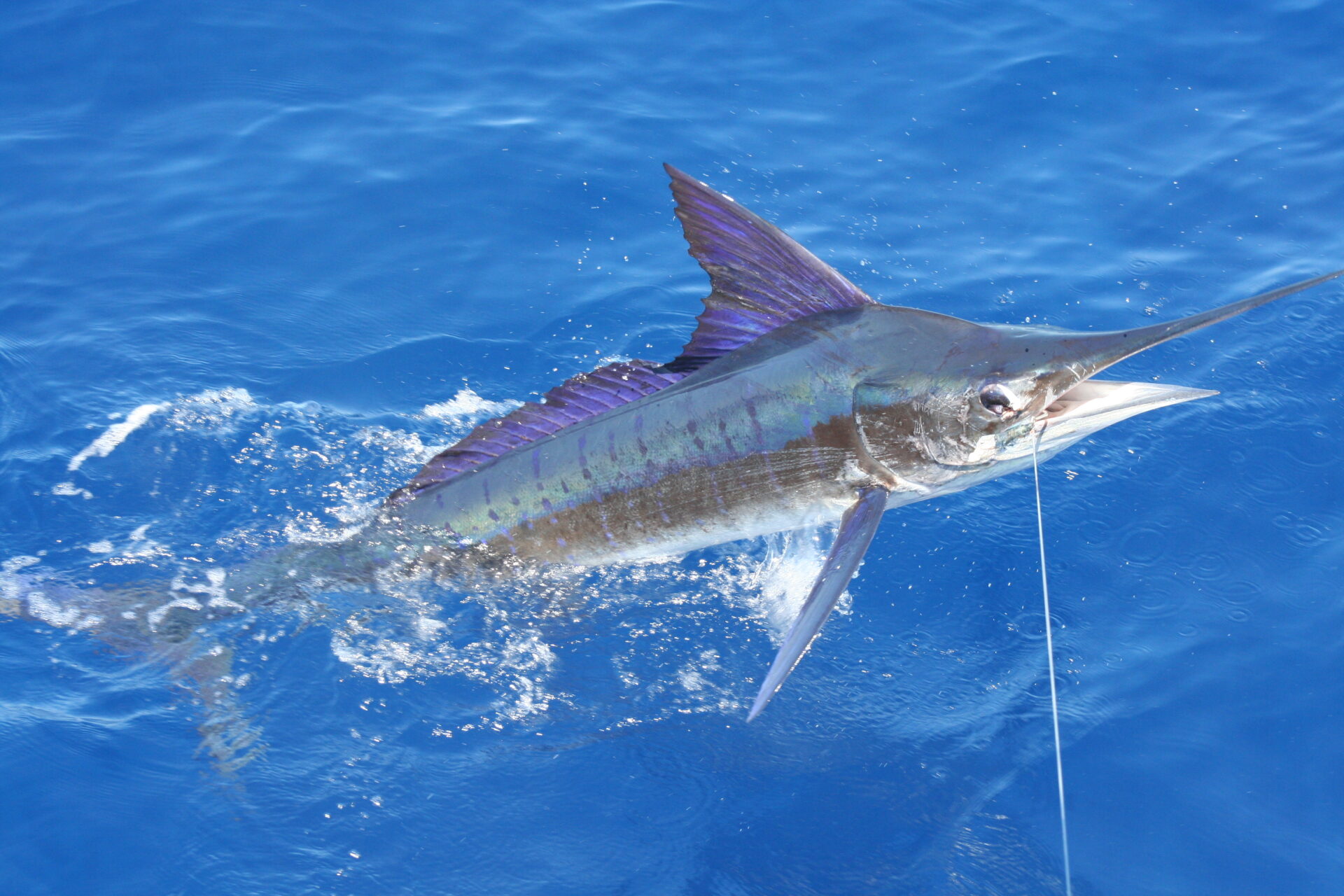 Marlin es el pescado más sustituido: Oceana
