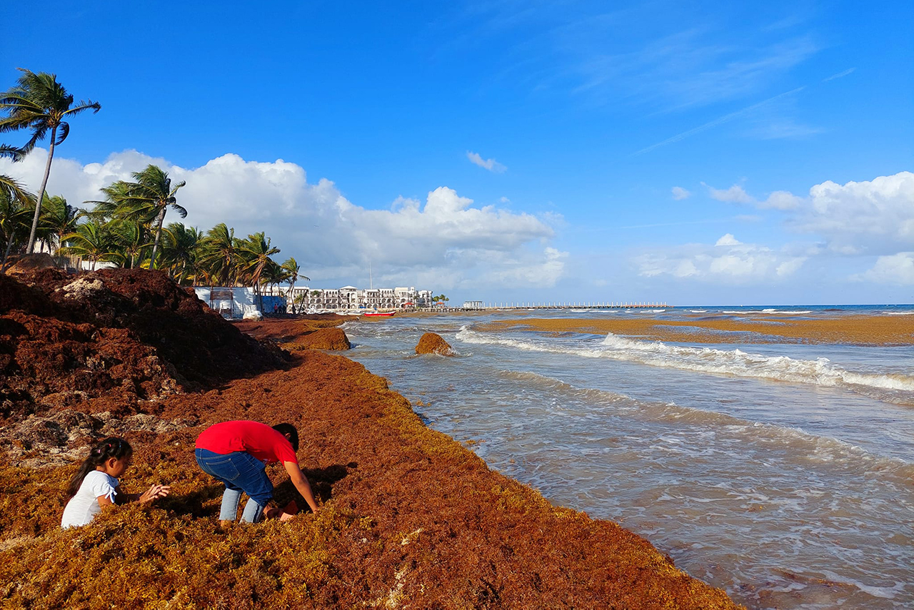 Marina advierte sobre la llegada ‘alarmante’ de sargazo a las playas mexicanas