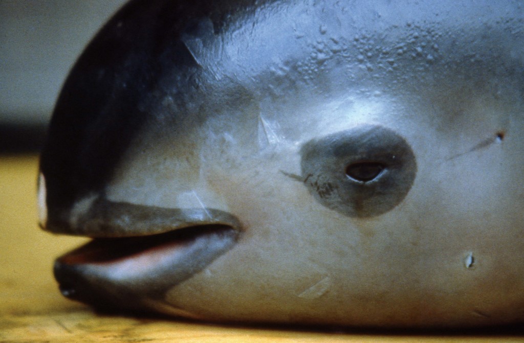 México trabaja en un “milagro” por salvar a la vaquita marina