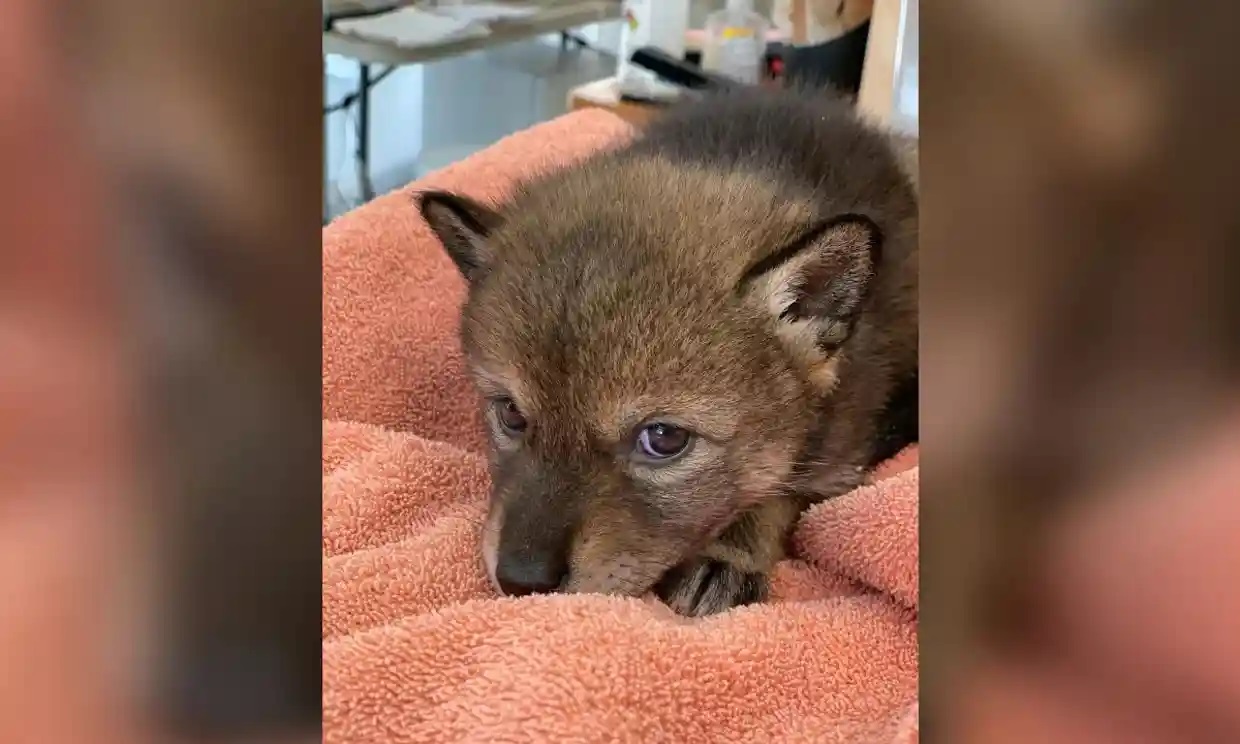 Un cachorro perdido acogido por una familia estadounidense resulta ser un coyote