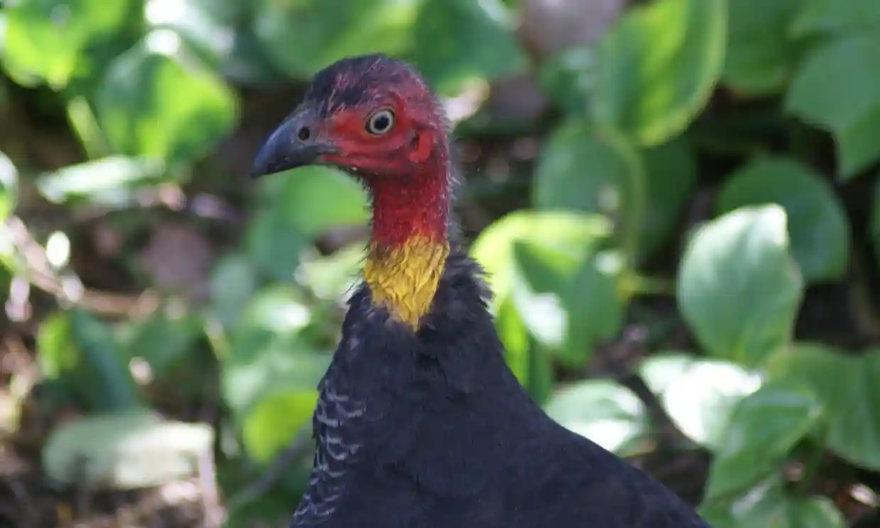‘Canarios en la mina de carbón’: la pérdida de aves indica que el planeta está cambiando