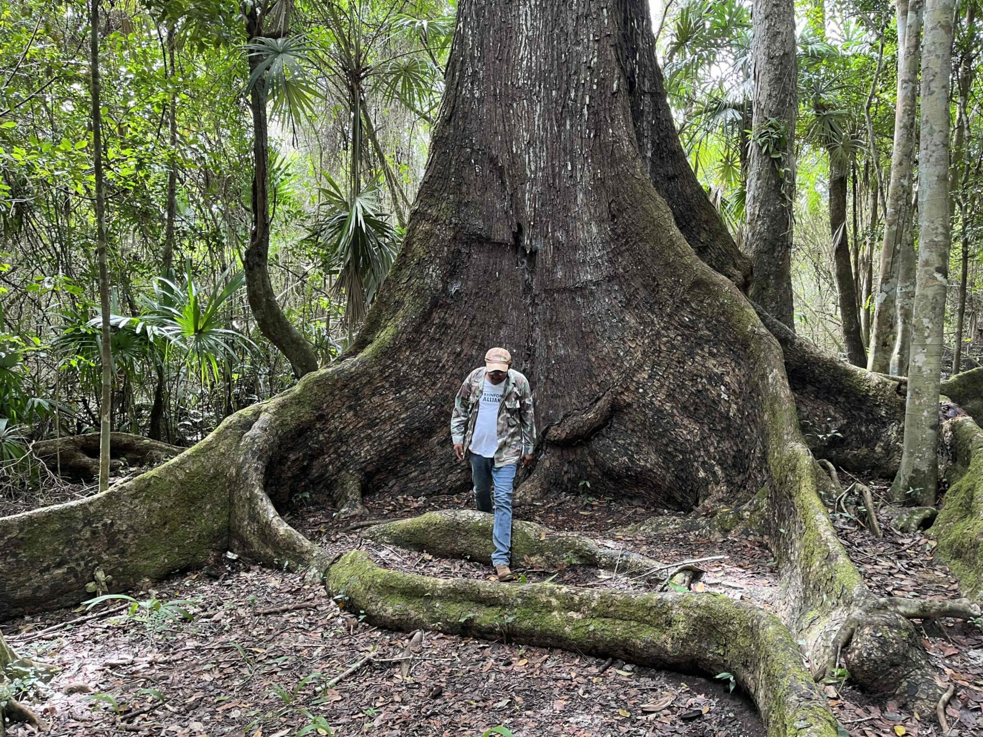 Noh Bec, el hogar de las caobas centenarias, busca un futuro más allá de su árbol emblema
