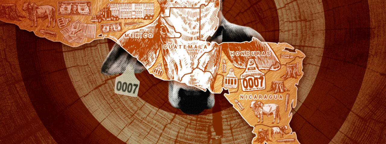 Cómo los aretes del mercado negro facilitan el contrabando de ganado de Centroamérica a México