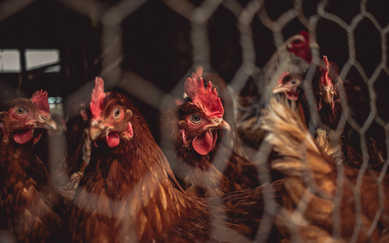 Más de 731 mil aves han sido sacrificadas por influenza aviar en granjas de Coahuila y Durango