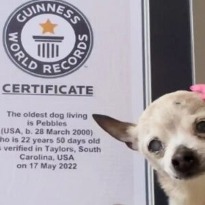 Pebbles, de 22 años, desbanca al chihuahua TobyKeith como la perra más longeva del mundo