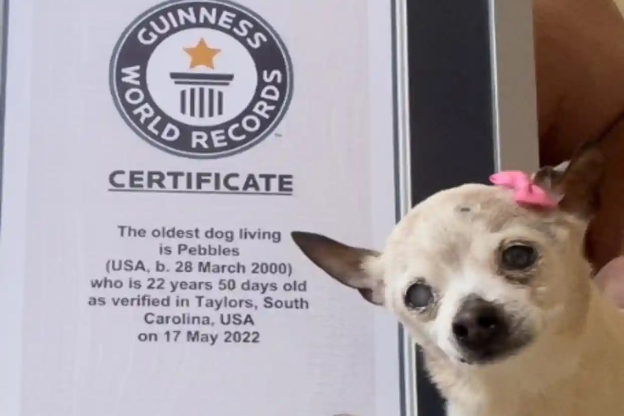 Pebbles, de 22 años, desbanca al chihuahua TobyKeith como la perra más longeva del mundo