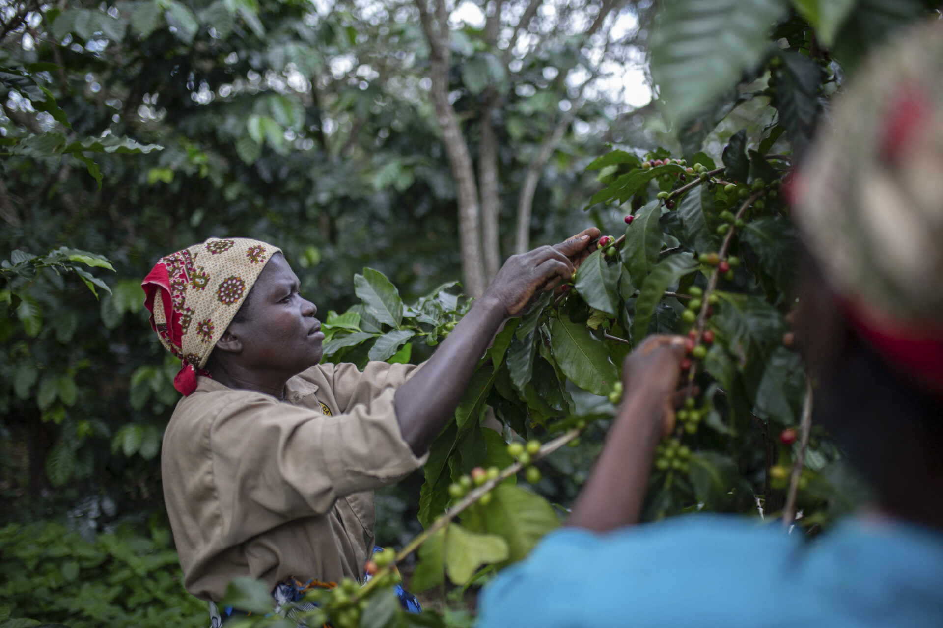 Campesinos buscan salvar un bosque cultivando café