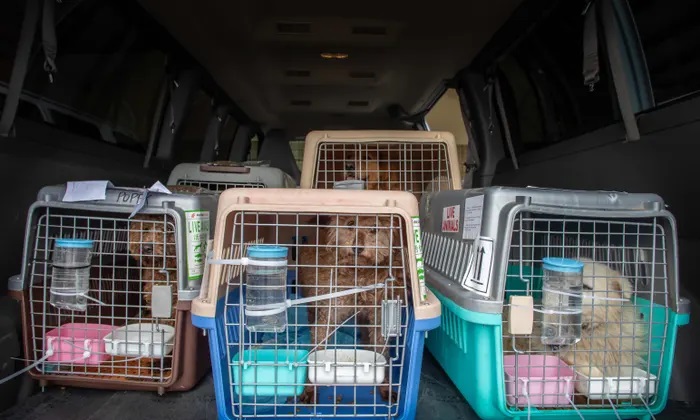 386 perros rescatados de un camión que se dirigía a un festival de carne canina en China