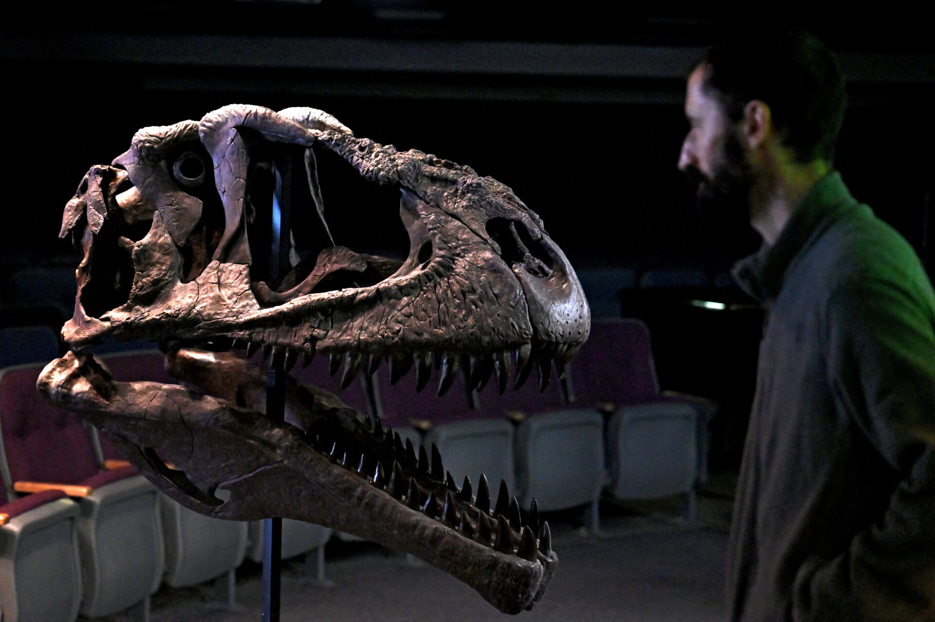 Una nueva especie de dinosaurio fue encontrada en Argentina