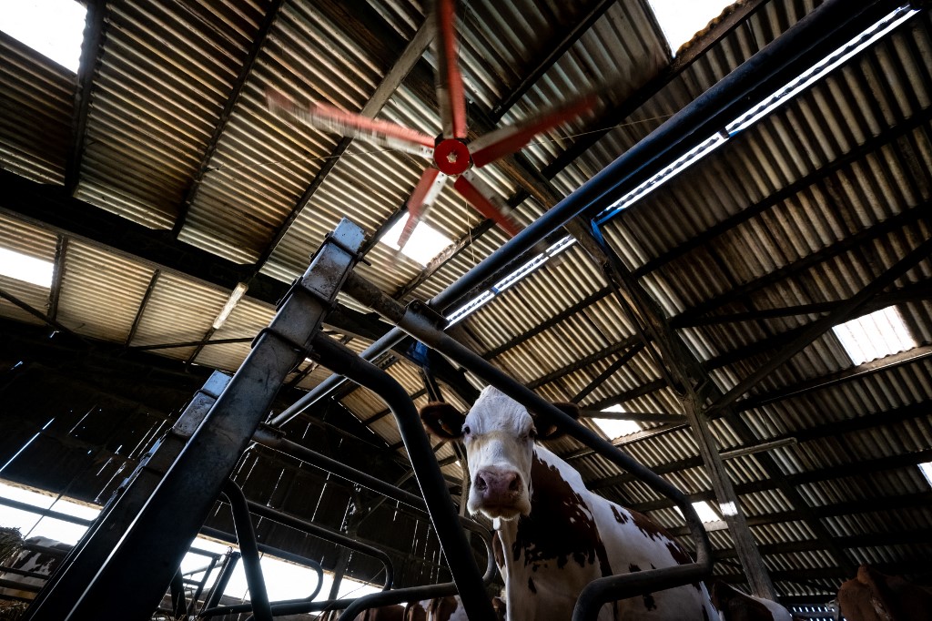 Granjeros franceses ofrecen entornos frescos a sus vacas
