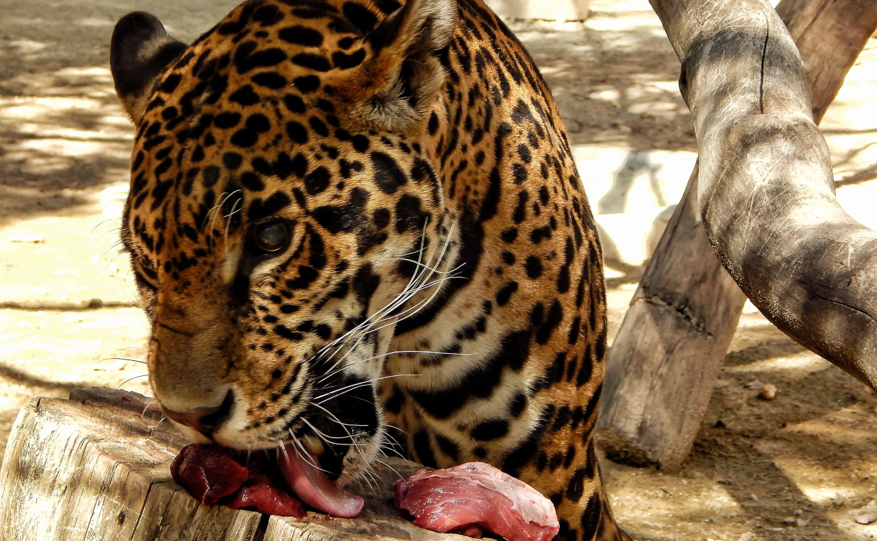 Llegan a Africam Safari 10 leones y 2 jaguares rescatados de Black Jaguar-White Tiger