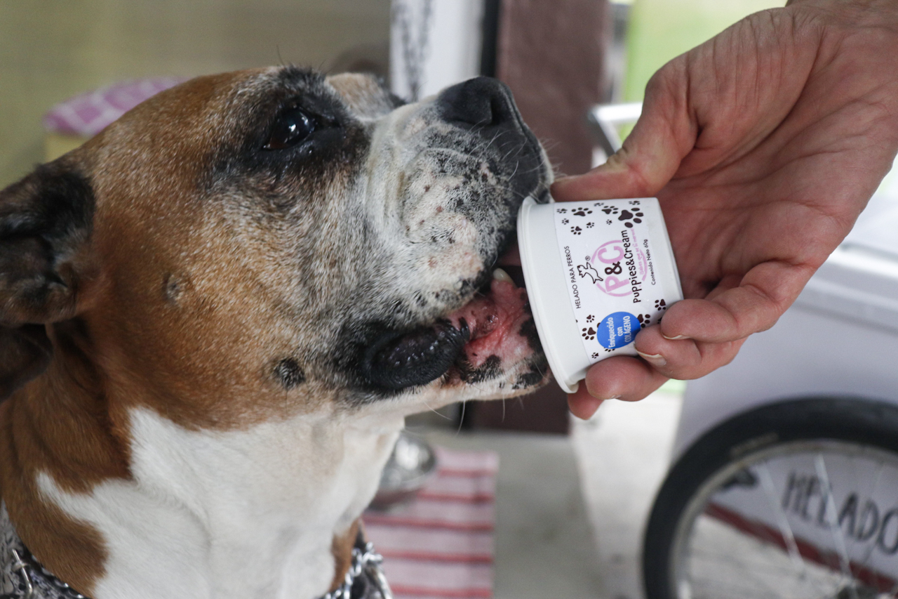 Día del perro: helados para tu lomito en la CDMX