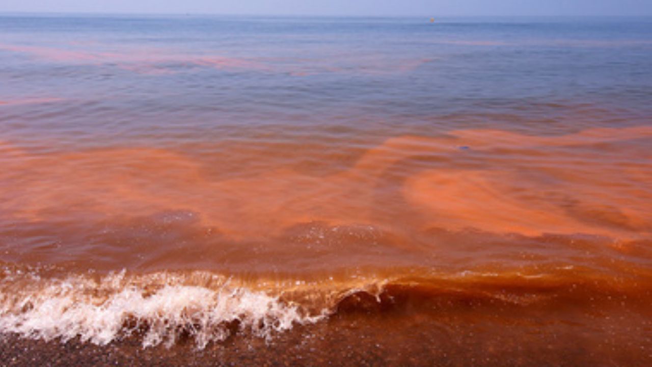 Yucatán confirma presencia de marea roja en la entidad