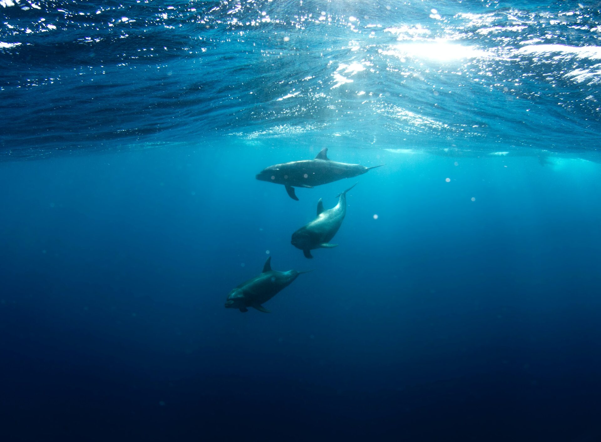 Oceana exige que México y EU cumplan con requisitos del T-MEC para proteger océanos
