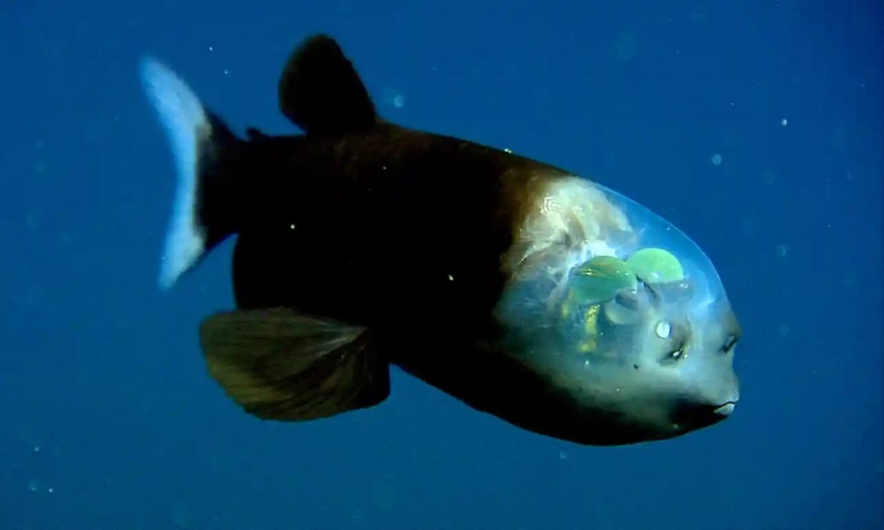Descubierto en la profundidad: el increíble pez de cabeza transparente