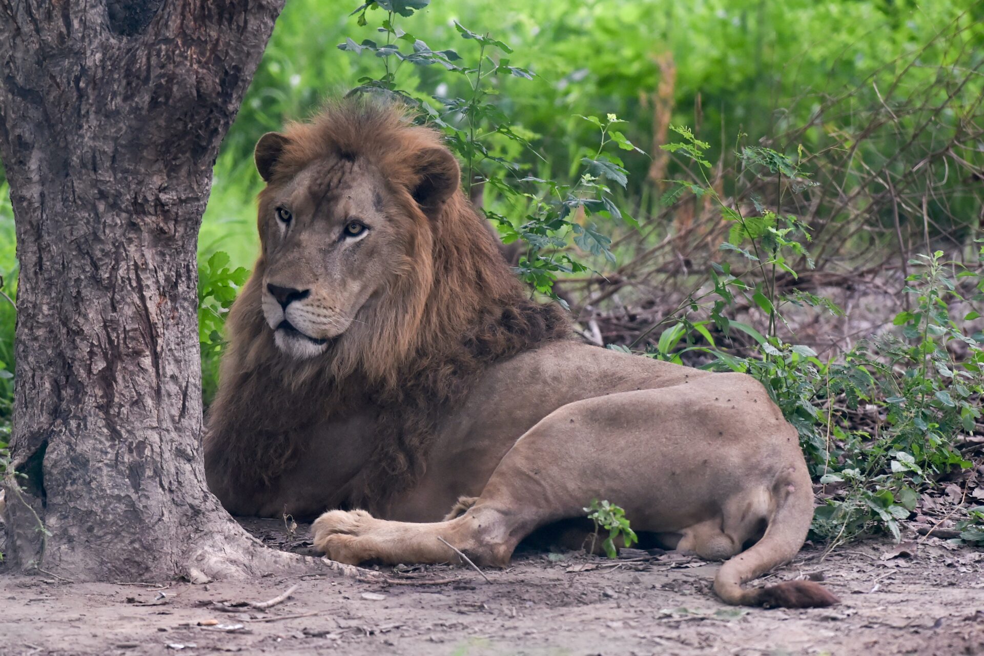 Que siempre no: zoológico de Pakistán cancela subasta de leones