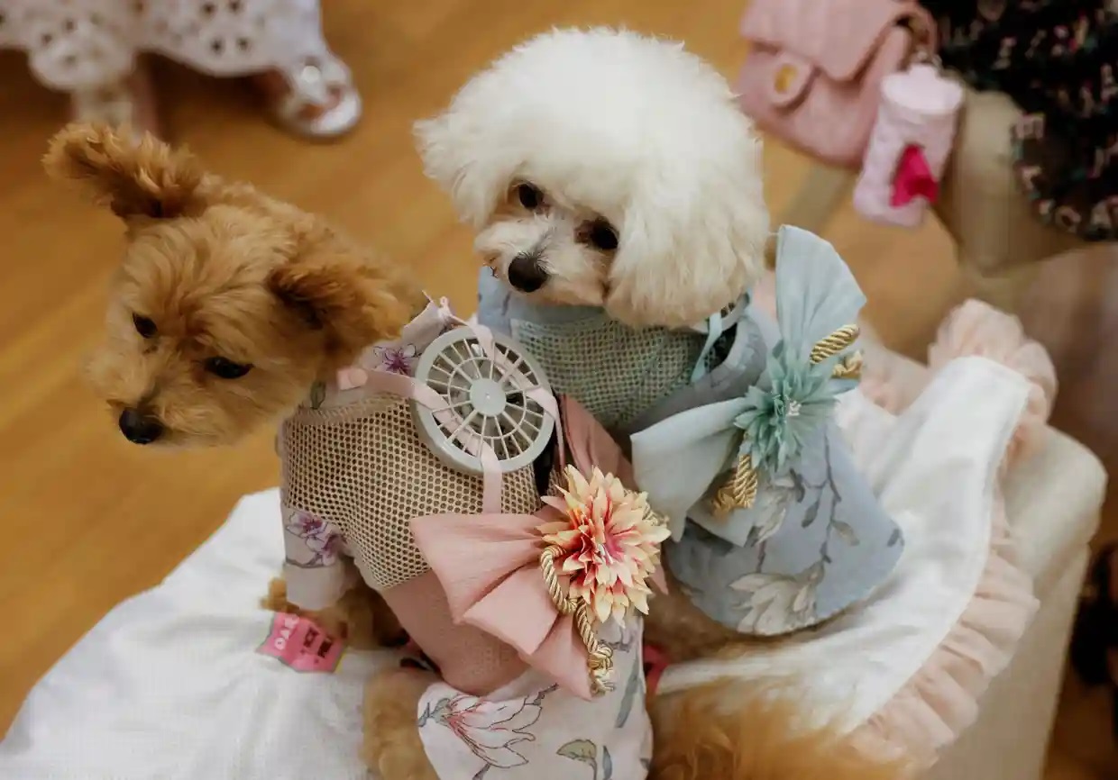 Los ventiladores portátiles ayudan a los perros de Japón a combatir el calor