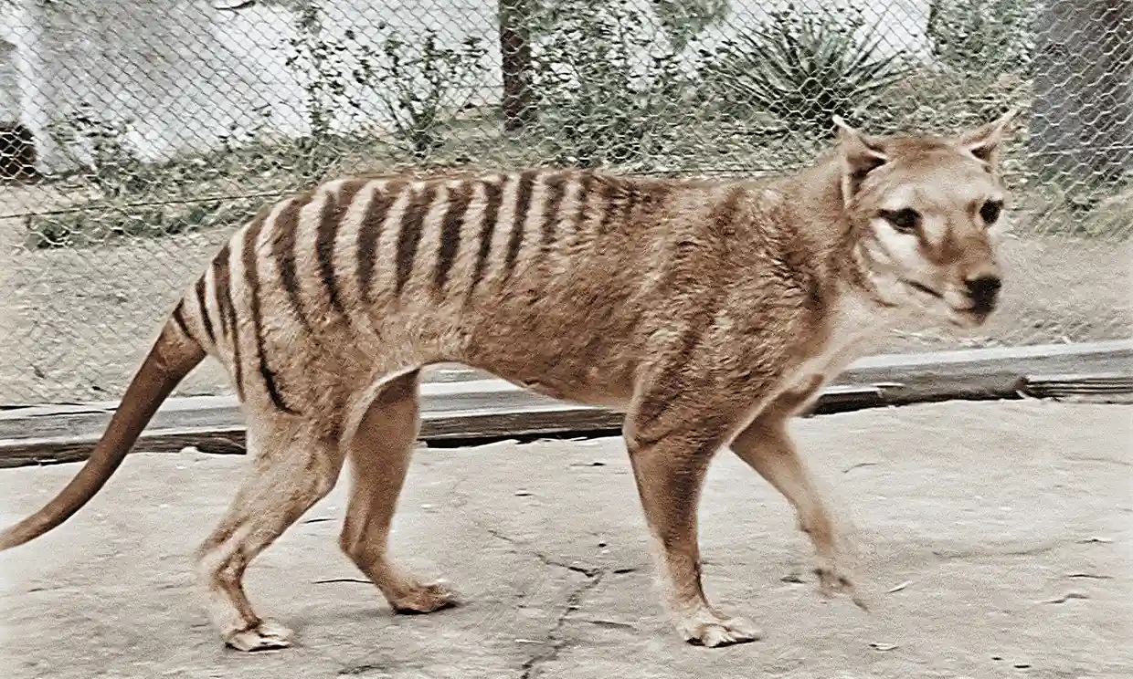 Desextinción: científicos planean la multimillonaria resurrección del tigre de Tasmania