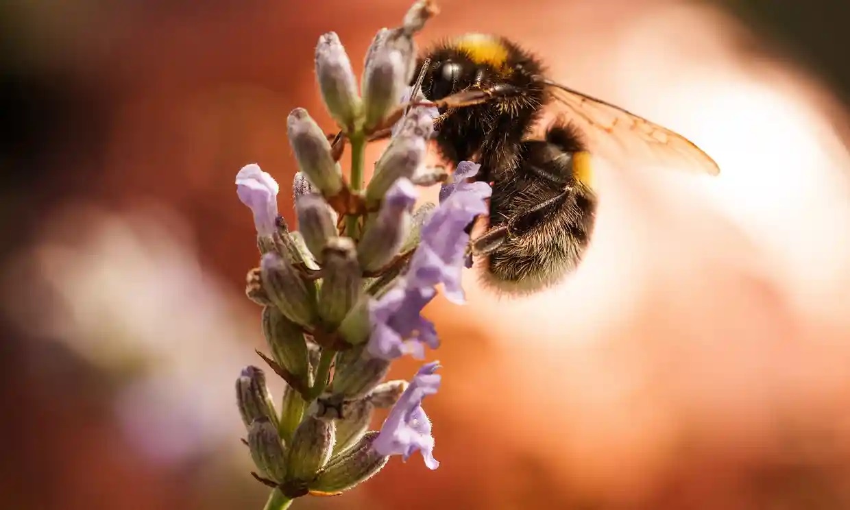 El estrés climático puede provocar que los abejorros tengan alas asimétricas