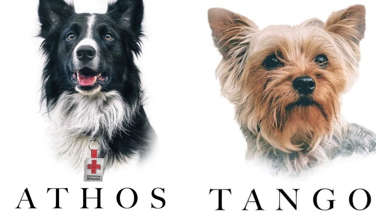 Justicia por Athos y Tango: Se abre el primer juicio por maltrato animal