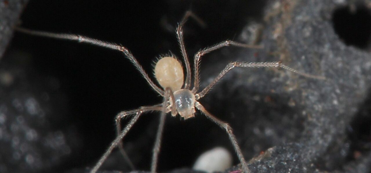 Las habitantes secretas de las islas Galápagos: nuevas especies de arañas