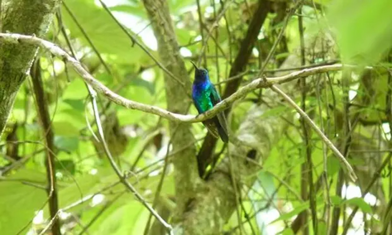 Redescubren raro colibrí visto por última vez en 2010 en Colombia