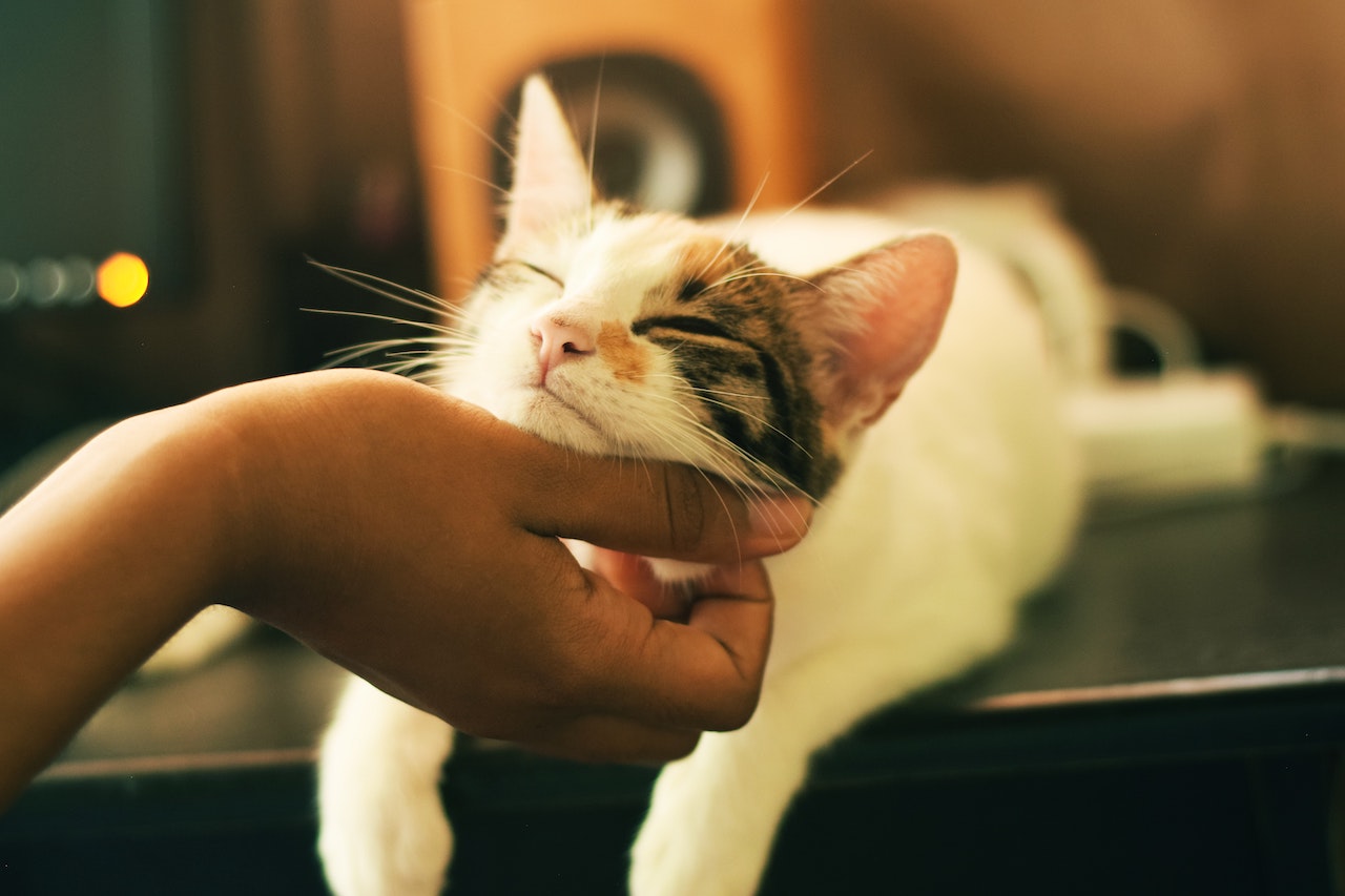 ¿Vacuna anticovid para mascotas? Prueba en gatos obtiene resultados exitosos
