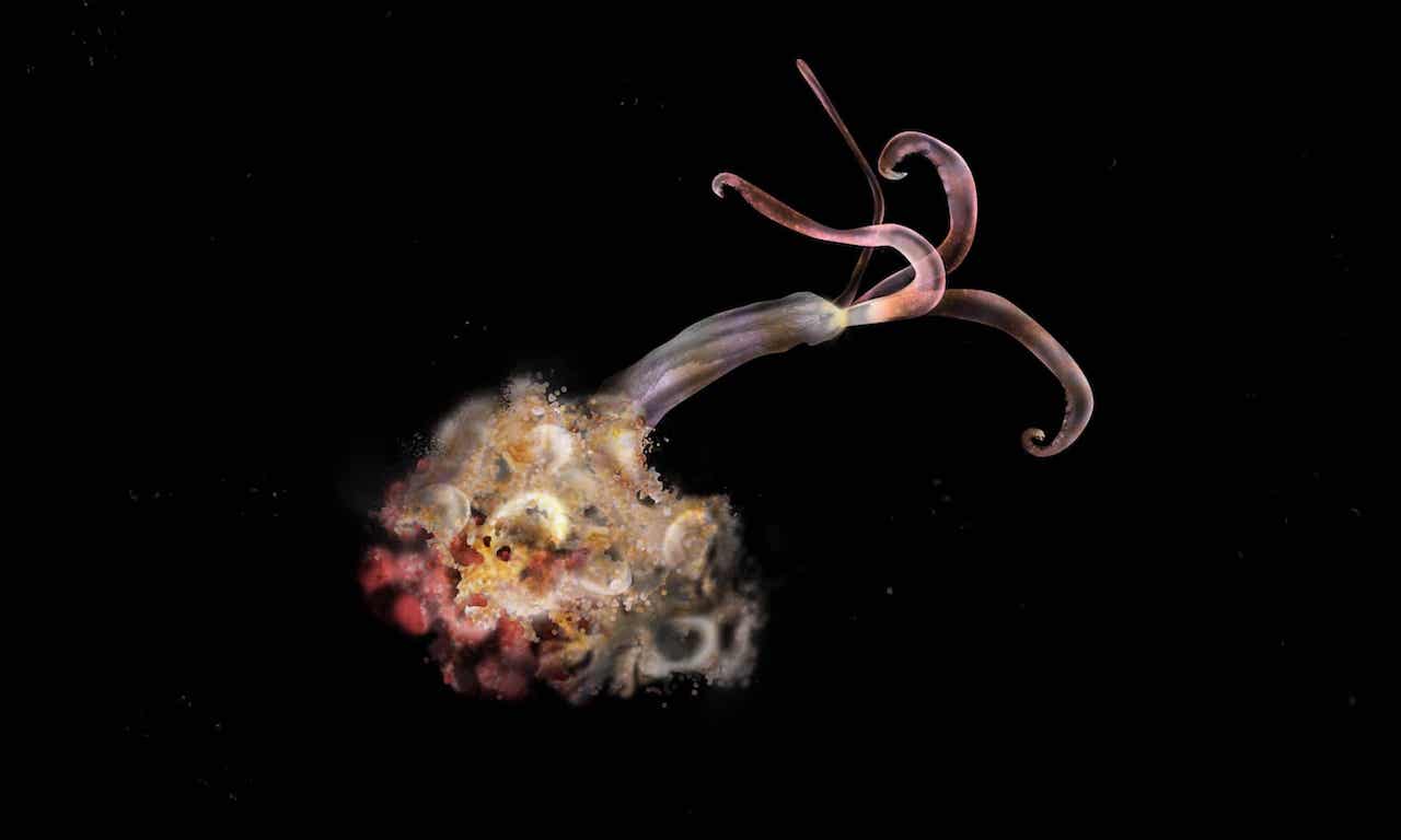 Descubierto en las profundidades: el gusano comehuesos